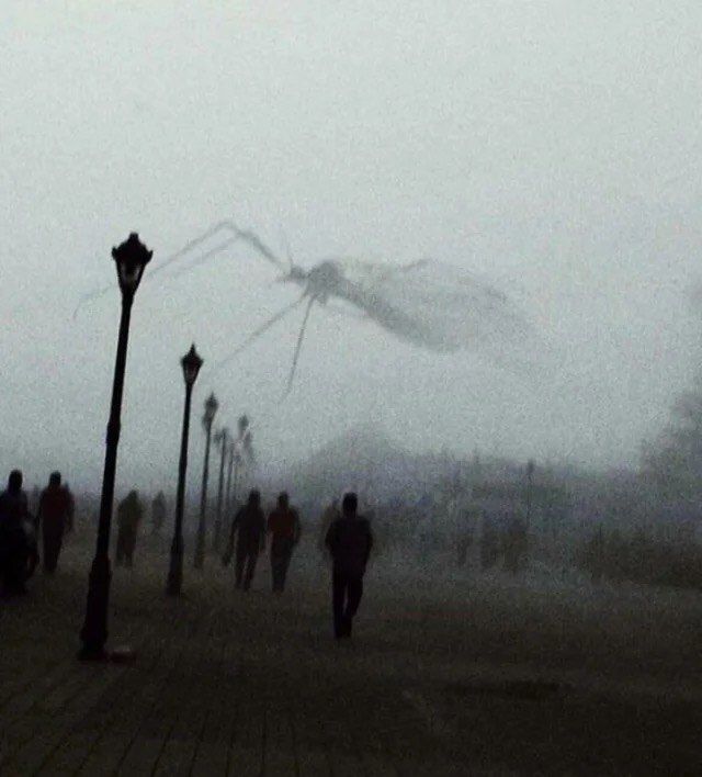 O Mosquito
